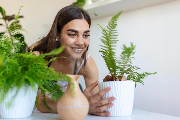 4 Best Indoor Plants for a Positive and Happy Environment: Vastu Plants for the Home